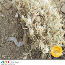 Load image into Gallery viewer, Premium Tragacanth Pure (Hair Losskatira), 50g - AZeeMall