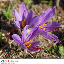 Load image into Gallery viewer, AZee Saffron (Premium Quality) - AZeeMall