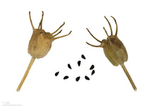 Load image into Gallery viewer, Nigella Sativa Seeds (Siah Daneh) - AZeeMall