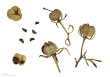 Load image into Gallery viewer, Peganum Harmala Seeds (Espand) - AZeeMall