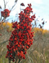 Load image into Gallery viewer, Ground Sumac, 100g - AZeeMall