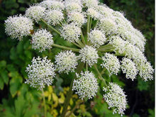 Load image into Gallery viewer, Angelica Dried (Golpar) - AZeeMall