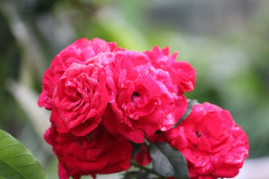 Rose Petals Dried, 2 x 25g - AZeeMall
