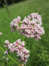 Load image into Gallery viewer, Valerian Roots (Sunbul Tayeb), 2 x 40g - AZeeMall
