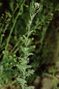 Flixweed Seeds (Khakshir), 200g - AZeeMall