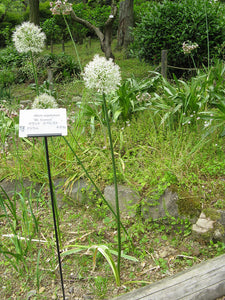 Allium Stipitatum Flakes Dried (Mooseer), 150g - AZeeMall