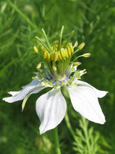 Load image into Gallery viewer, Nigella Sativa Seeds (Siah Daneh) - AZeeMall
