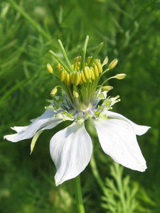 Nigella Sativa Seeds (Siah Daneh) - AZeeMall