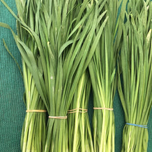 Load image into Gallery viewer, Middle Eastern Leek Chive Herbs Dried,  2 x 30g - AZeeMall
